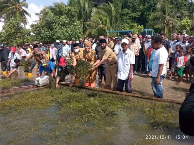 Bupati Fifian saat melakukan panen perdana rumput laut di Desa Malbufa, Senin (11/10/2021)